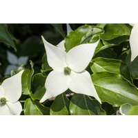 Blütensträucher und Ziergehölze - Cornus kousa 'Milky Way' 40-60 cm