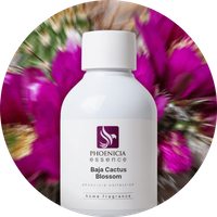 Baja Cactus Blossom