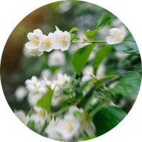 Asian Garden - Sample