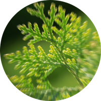 Cinnamon Cedar - Sample