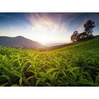 Rundreisen Malaysia – Höhepunkte Westmalaysias: Individuelle Rundreise ab/bis Kuala Lumpur: Höhepunkte Westmalaysias Rundreisen Malaysia – Höhepunkte Westmalaysias: Individuelle Rundreise ab/bis Kuala Lumpur: Höhepunkte Westmalaysias