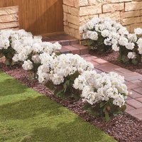 Easylife Faux Geraniums in White, Size Pack Of 3