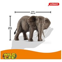 African Elephant Female