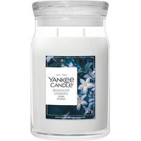 Large Midnight Jasmine