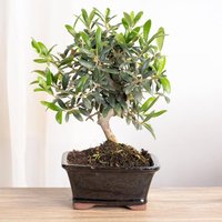 Bonsai Olivo 8 Jahre alt