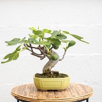 Bonsai 10 Jahre alt Ficus carica