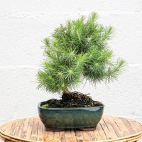 Bonsai 9 anos Pinus halepensis