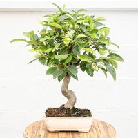 Bonsaï 12 ans Malus sp