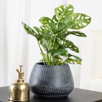 Monstera obliqua