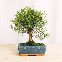 Bonsai Syzigium (5 Jahre alt)