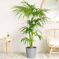 BeGreen Aktion 13% Rabatt auf die Palma Kentia Paradiespalme