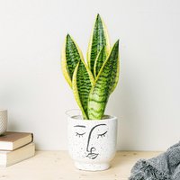Planta Cobra