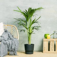 BeGreen Aktion 11% Rabatt auf die KentiaPalme sichern