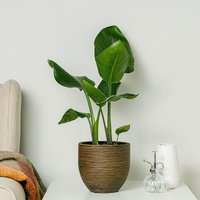 Strelitzia