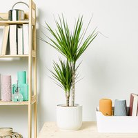 Dracaena marginata