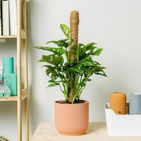 Monstera adansonii