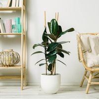Ficus Robusta