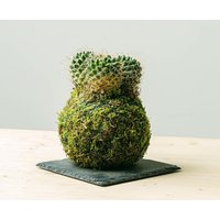 Cactus Kokedama