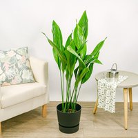 Aspidistra
