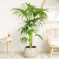 BeGreen Aktion 12% Rabatt auf KentiaPalme Ihr grünes Paradies