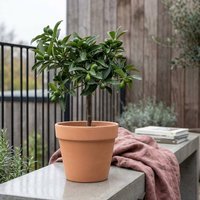 Kumquat Zitrus