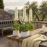 3 x Delphinium Blanc