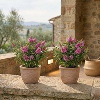 Duo de Buddleja Rosa