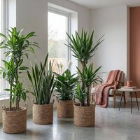 XL unkaputtbares Paket (Yucca, Brasilstamm / Dracaena Fragrans, Spathiphyllum, Sansevieria - Schlangenpflanze)