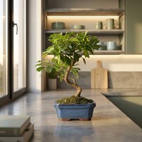 Bonsai Durantha repens 7 Jahre