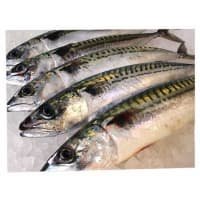 Berwick Shellfish Company Fresh Line Caught Mackerel (1Kg) listed by Real Food Hub