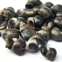 Berwick Shellfish Company Periwinkles (cooked) 500g listed by Real Food Hub
