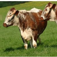 Rare breed Longhorn Beef Box Rare breed Longhorn Beef Box