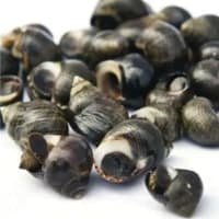 Berwick Shellfish Company 10kg Jumbo Cooked Winkles - Bulk Buy Offer listed by Real Food Hub