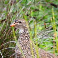 Gamekeeper’s Choice Gamekeeper’s Choice - Wild Game Meat Box listed by Real Food Hub