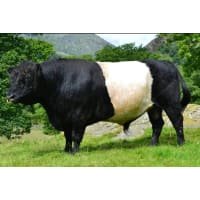 Belted Galloway Beef Tongue Belted Galloway Beef Tongue listed by Real Food Hub