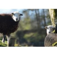 Herdwick Hogget Heart Herdwick Hogget Heart listed by Real Food Hub