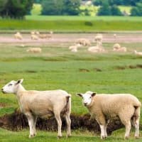 Real Food Hub Salt Marsh Lamb Diced listed by Real Food Hub
