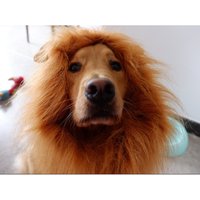 Halloween Dog Party Hat Lion Hair Dogs And Cats Pet Dog Hat Pet Wig Ears Head Cap Dress Up Costume Pet Animal Hats