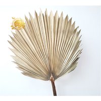 Dried Palm Tree Leaves Home Decoration