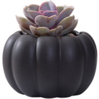 Wholesale Nordic Style Pumpkin China Glazed Ceramic Flower Pots For Succulent Plants From China