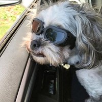 Durable Puppy Cat Sunglasses UV Protect Sunglasses Fashion Dog Goggles Pet Accessories