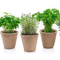Biodegradable Garden Pot Plants Flowers