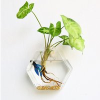 Wall hanging water plant glass terrarium