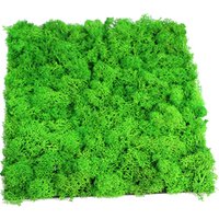 Decorative 3D Wall Panel Preserved Reindeer Moss