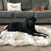 Foldable Super Thick Luxury Anti Slip Bottom Waterproof Oxford Fabric Faux Fur Throw White Padded Orthopedic Pet Dog Rug Bed