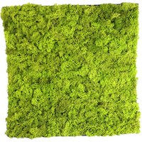 50x50cm Preserved Moss Wall Panel Sheet