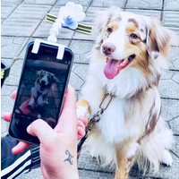 Pet Dog Selfie Stick