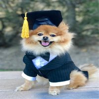 Pet Graduation Hat or Nurse Hat Cats Small Dogs