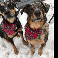 Plaid Dog Scarf Bandana Pets