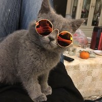 Funny Pet Sunglasses Classic Retro Circular Metal Sunglasses for Cat or Small Dog